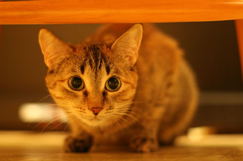 Vystrašená kočka obrázek